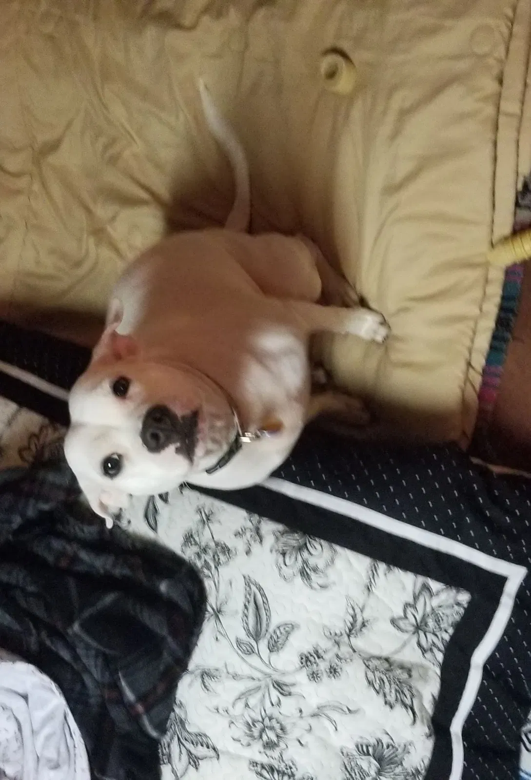Lost dog in Fort Smith, AR, 72903