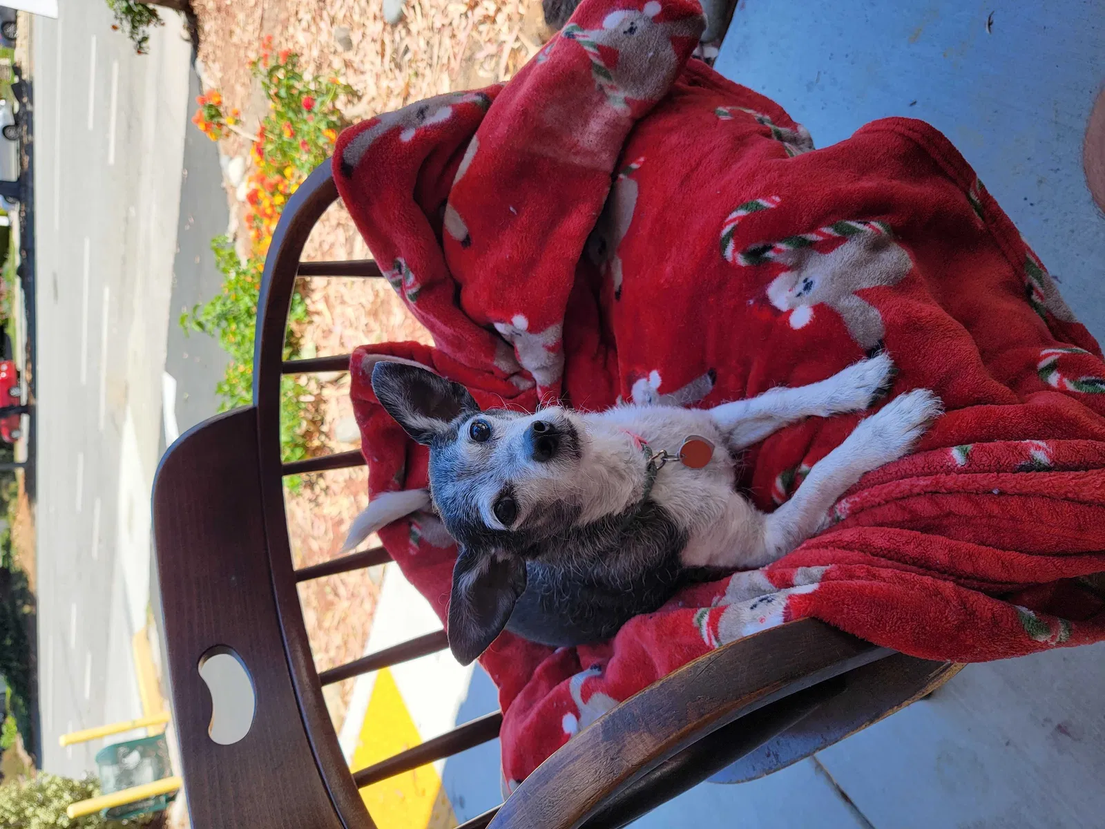 Lost dog in Fremont, CA, 94536