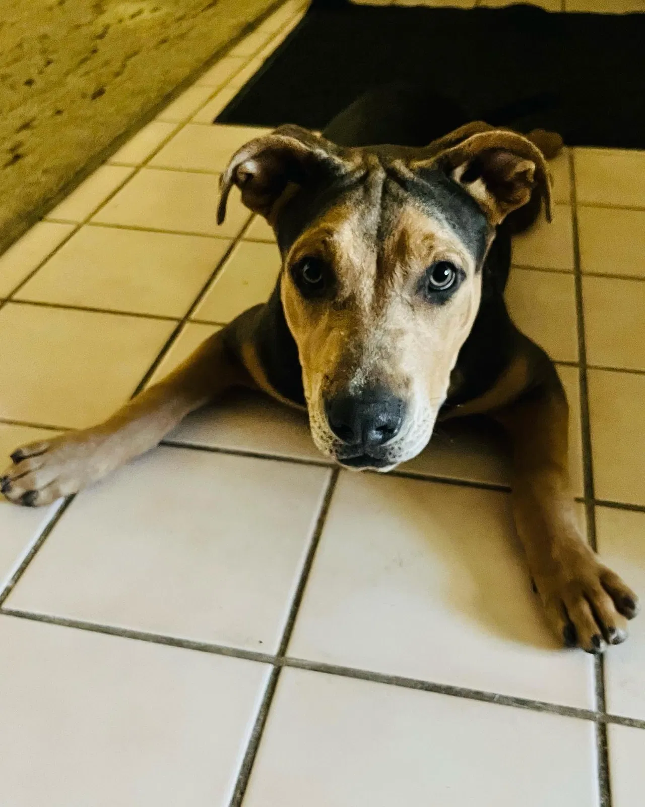 Found dog in Victorville, CA, 92394