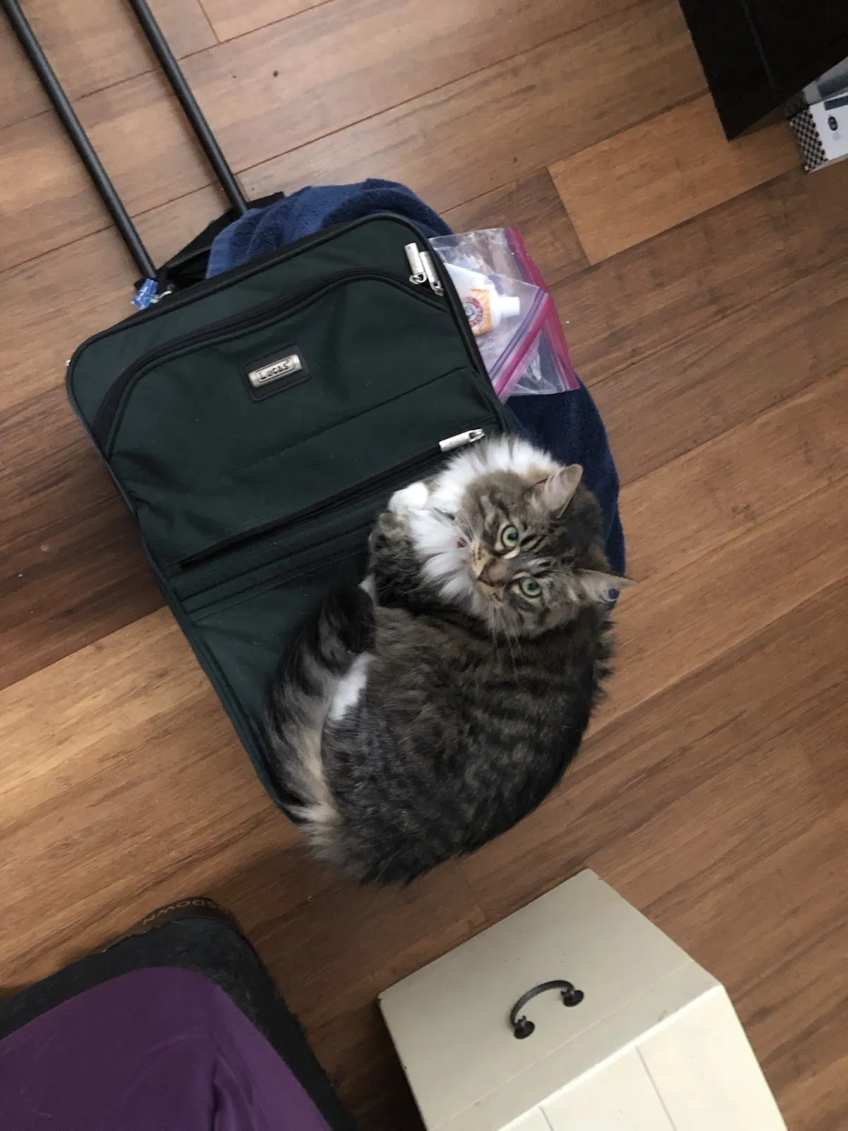Lost cat in Austin, TX, 78750