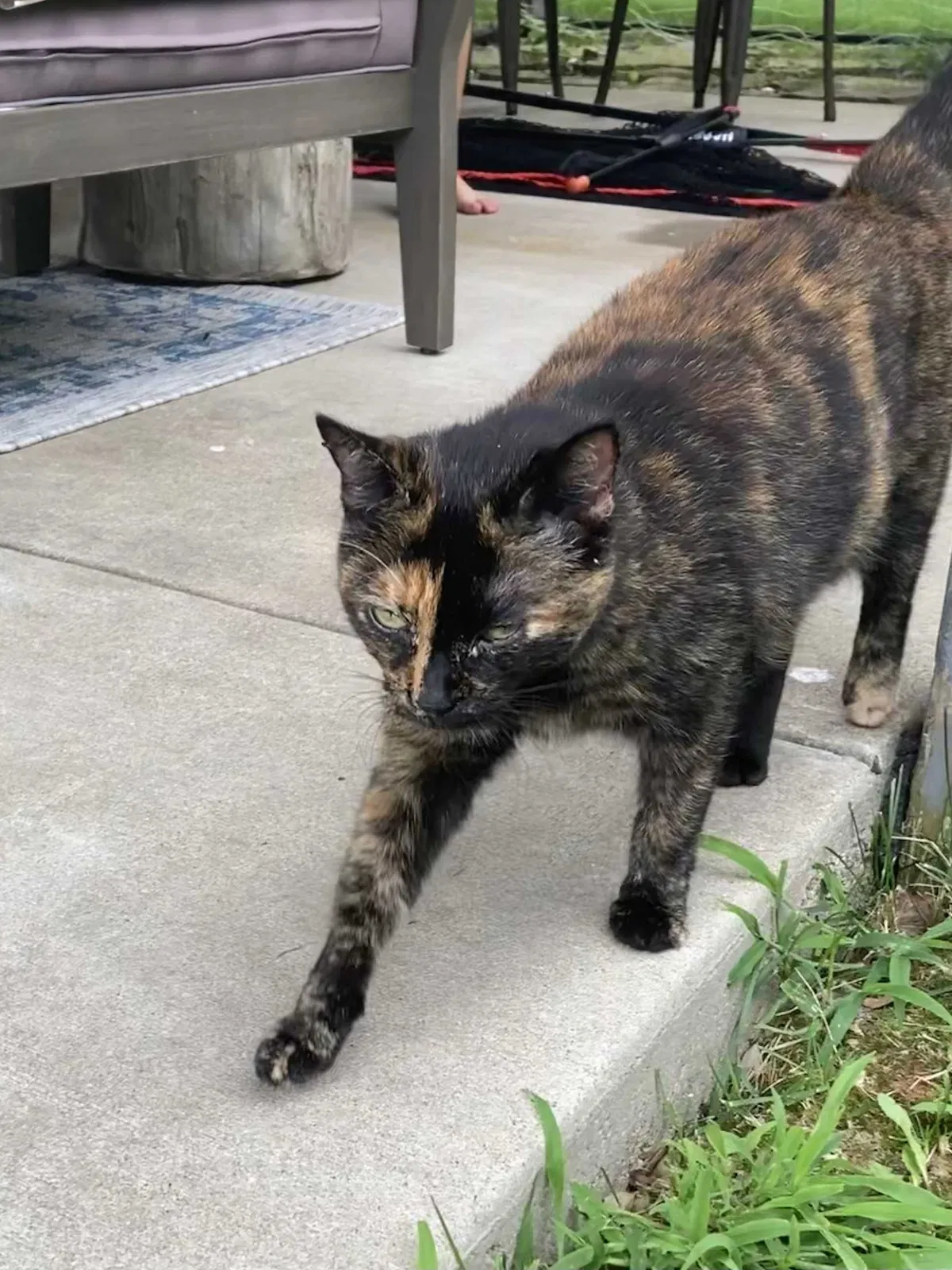 Found cat in Bridgeville, PA, 15017