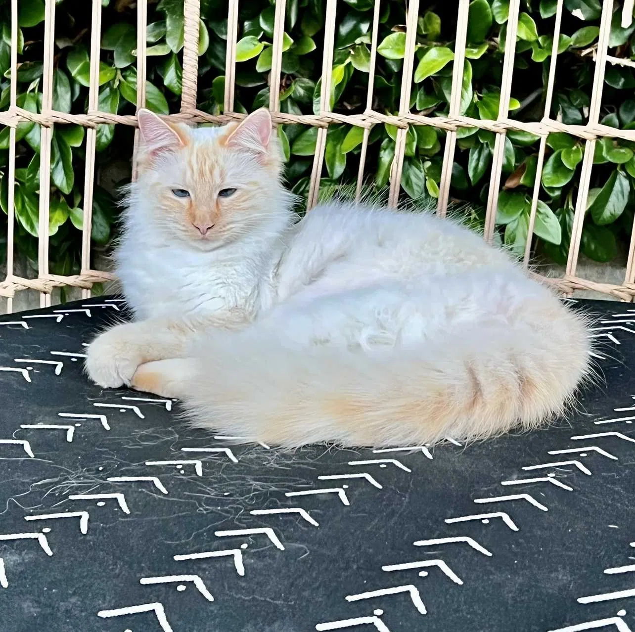 Lost cat in Huntington Beach, CA, 92646