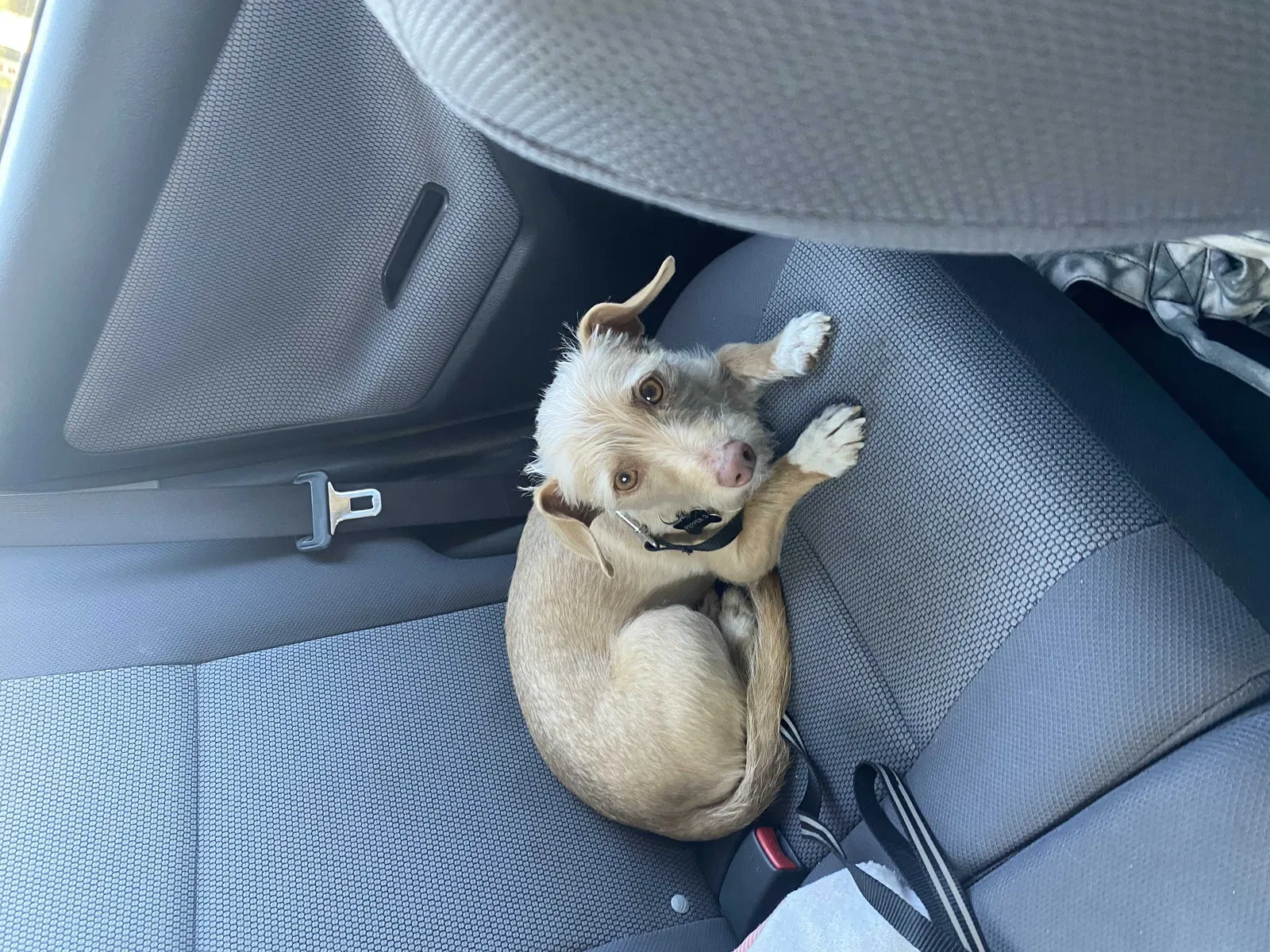 Lost dog in Orange, CA, 92866