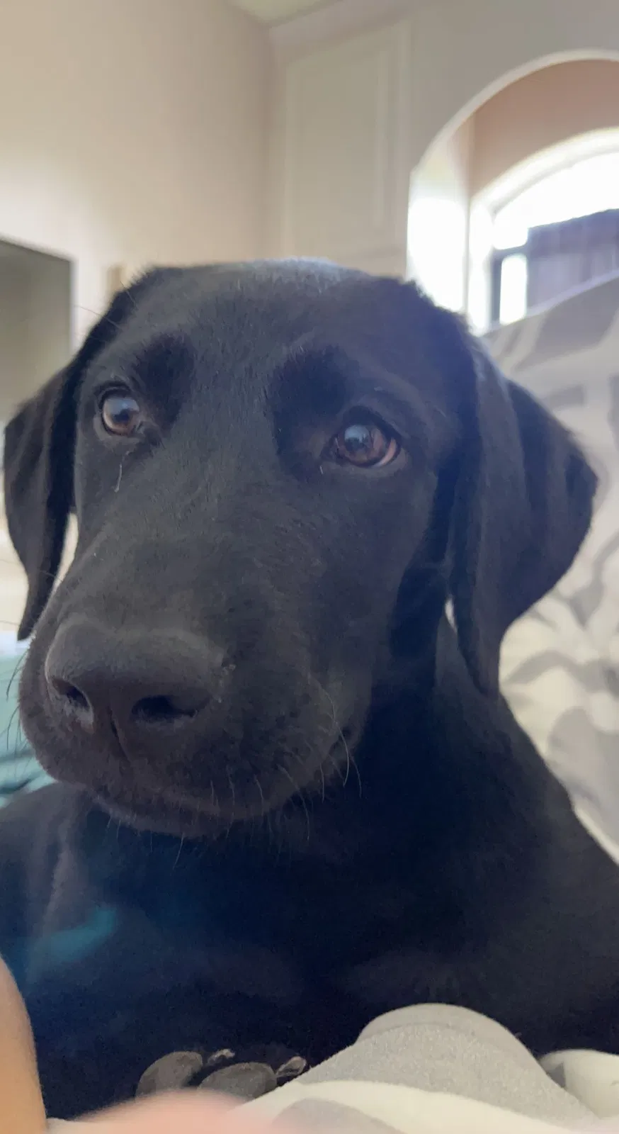 Lost dog in Exeter, MO, 65647