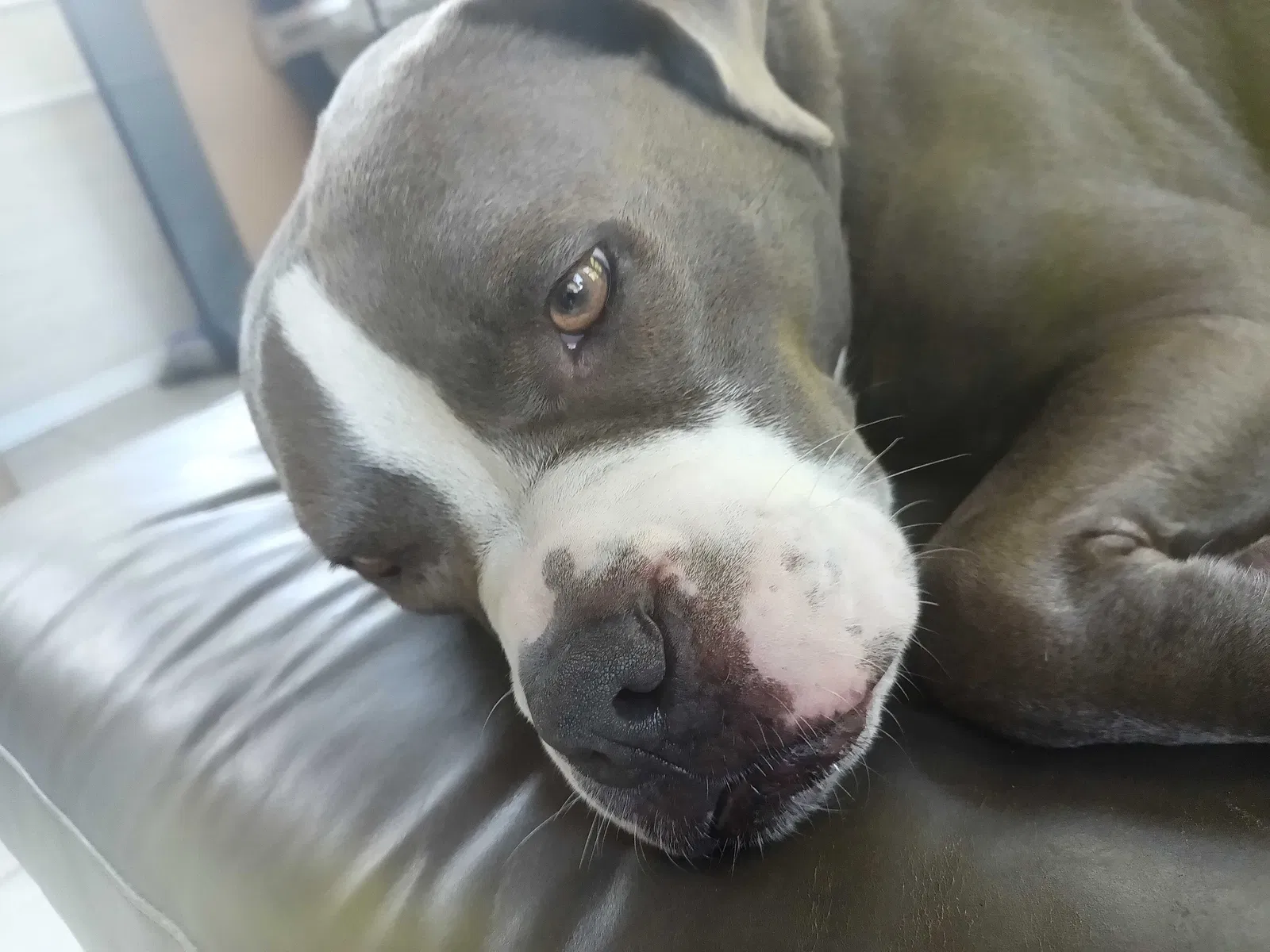 Found Dog
