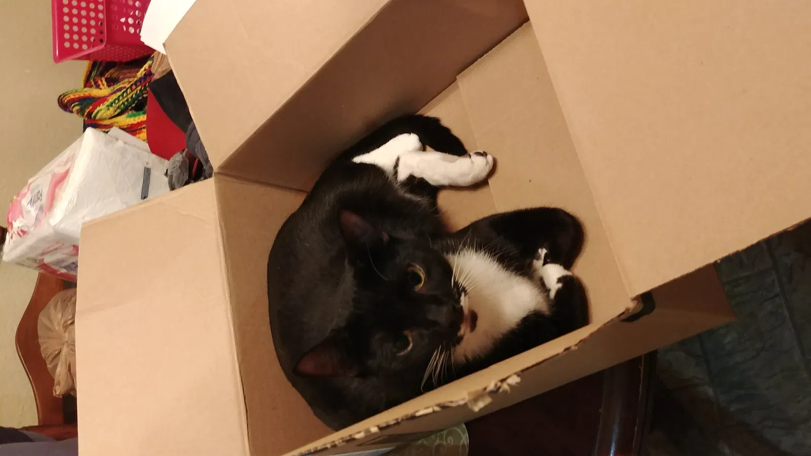 Lost cat in Brooklyn, IN, 46111