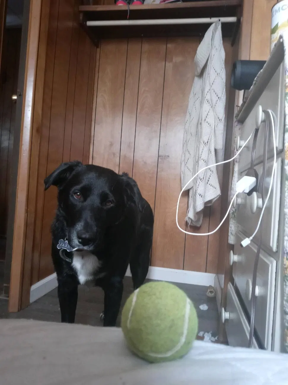 Lost dog in Salt Lake City, UT, 84116