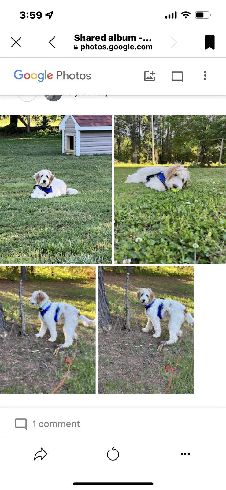 Lost dog in Spout Spring, VA, 24593