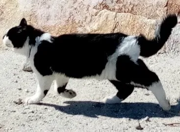 Lost cat in Phoenix, AZ, 85016