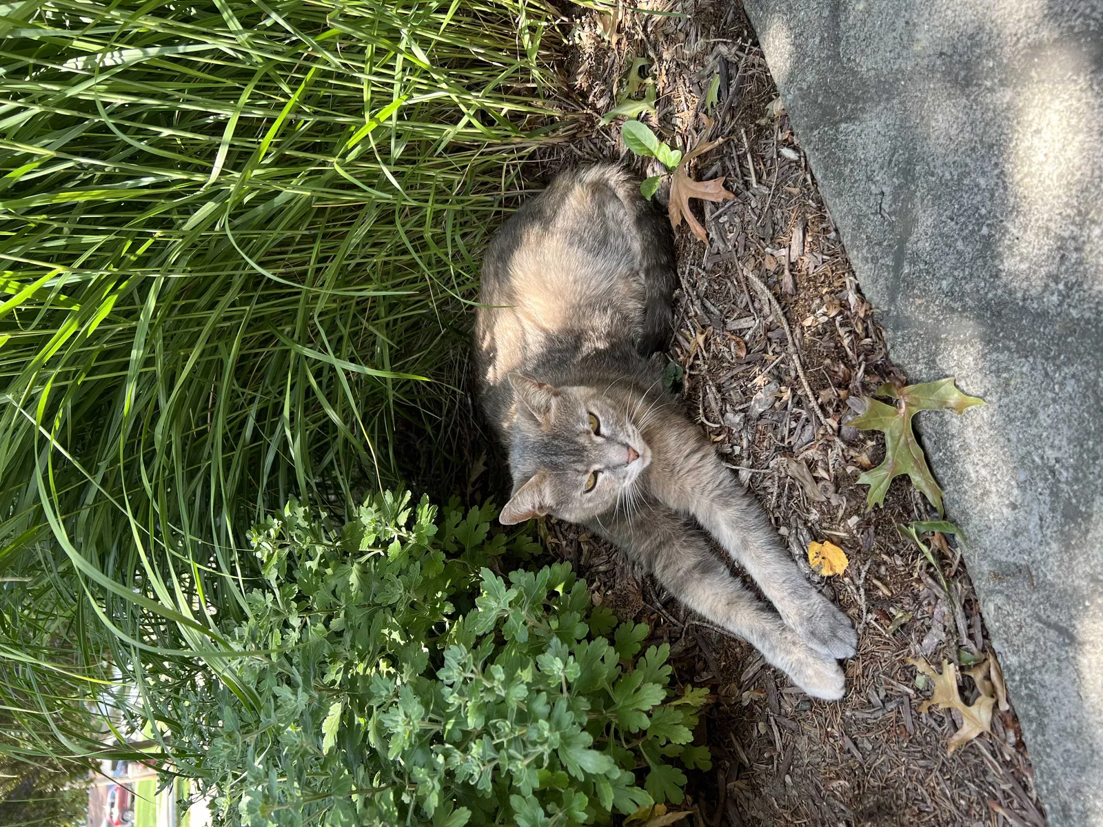 Lost cat in Mc Donald, OH, 44437