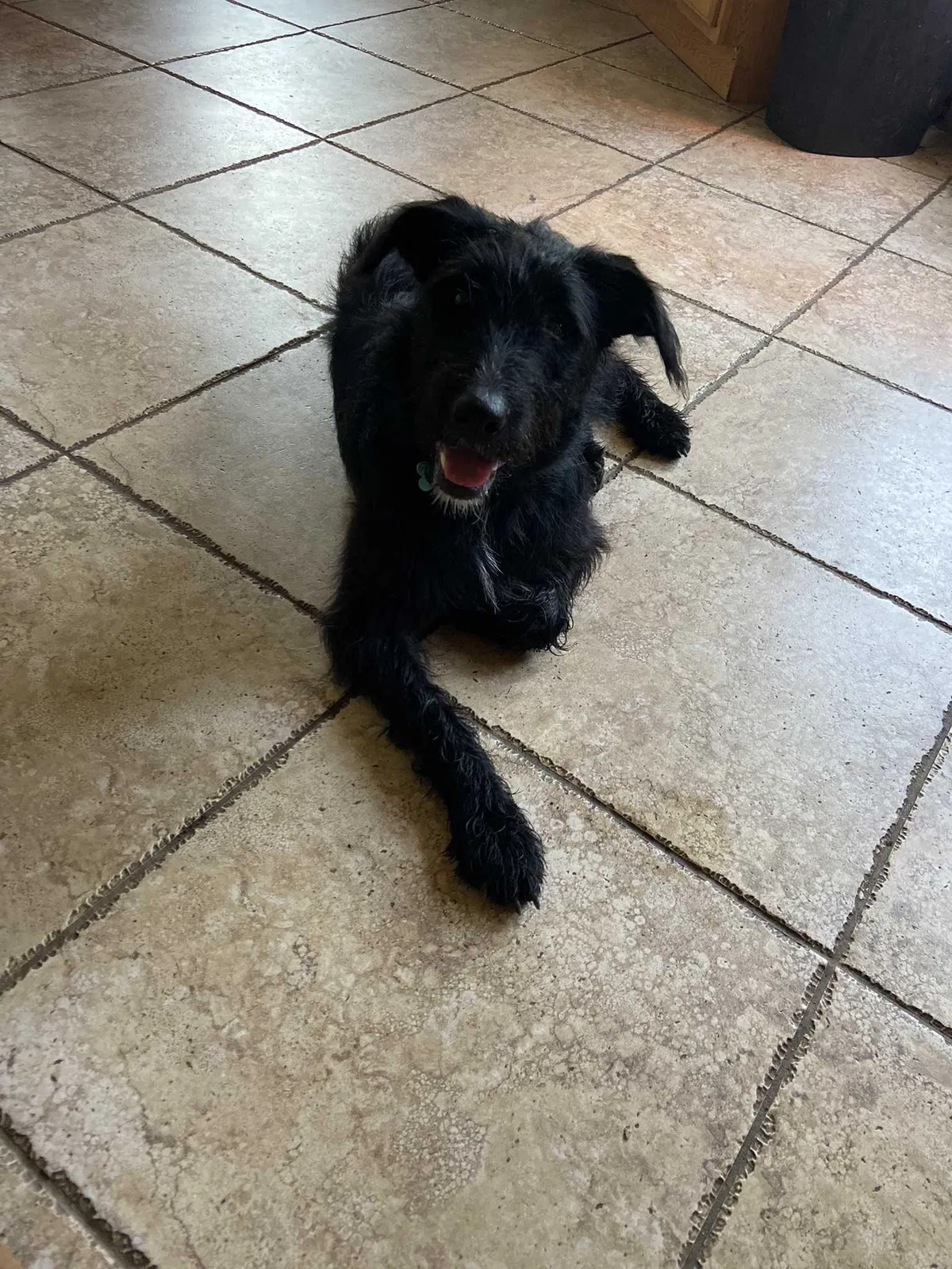 Lost dog in Mount Holly, NC, 28120