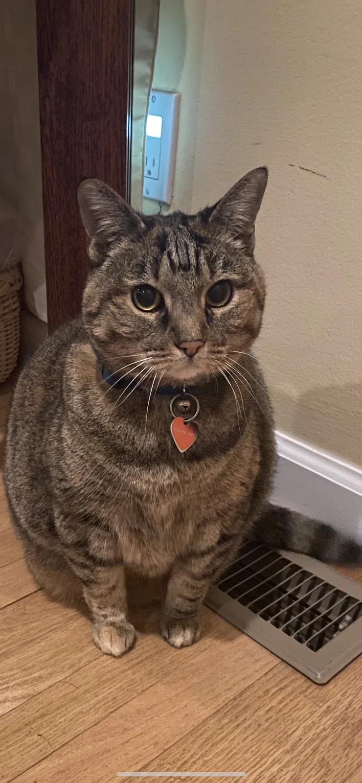 Lost cat in Altadena, CA, 91001