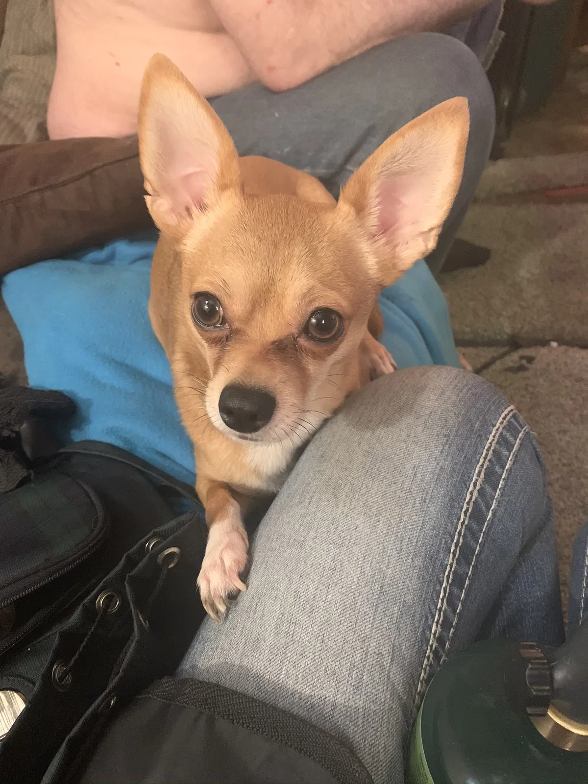 Lost dog in Colorado Springs, CO, 80909