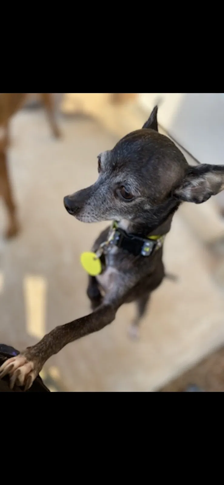 Lost dog in El Paso, TX, 79936