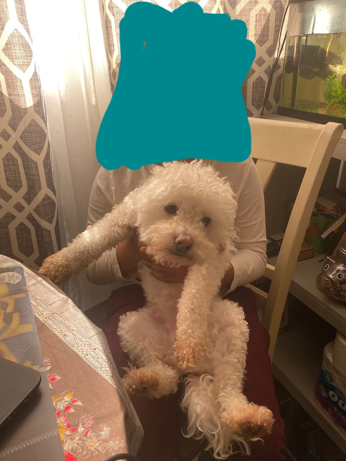 Lost dog in Bell Gardens, CA, 90201