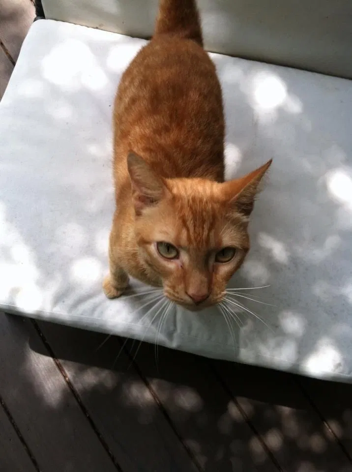 Lost cat in Bradenton, FL, 34205