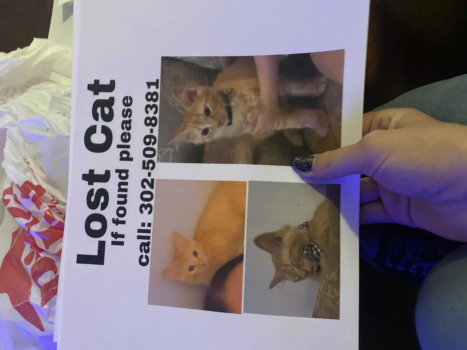 Lost cat in Newark, DE, 19702