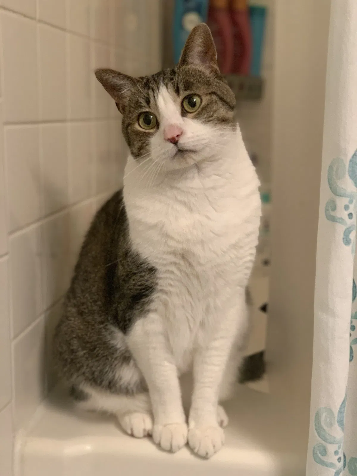 Lost cat in Eutaw, AL, 35462