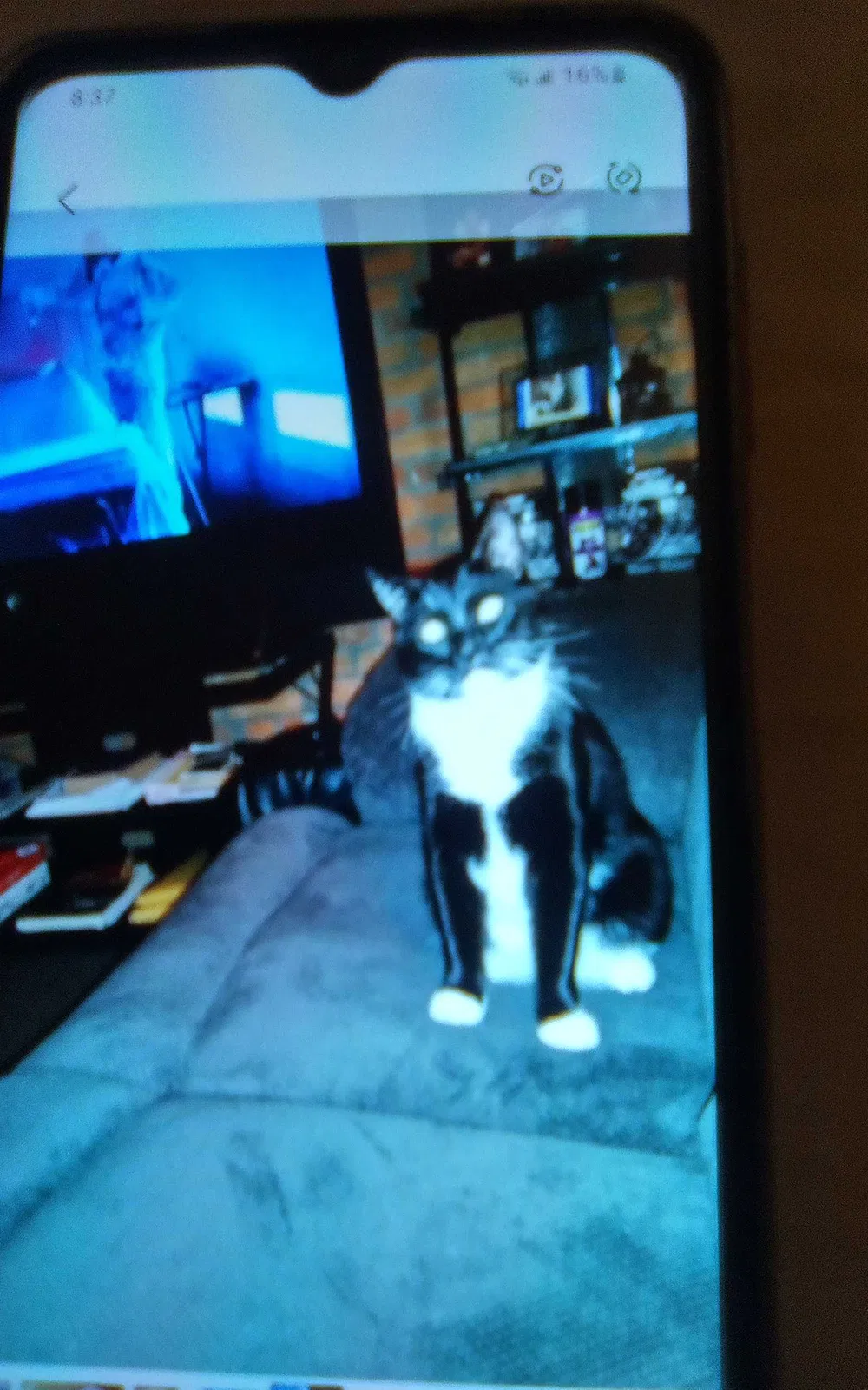 Lost cat in Bethlehem, PA, 18015