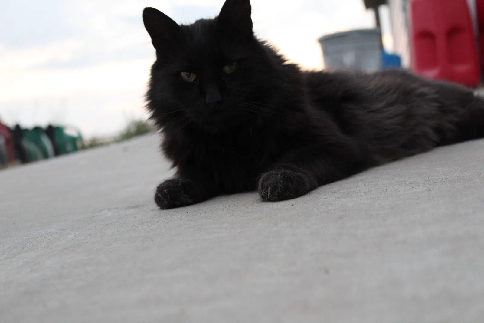 Lost cat in Polson, MT, 59860