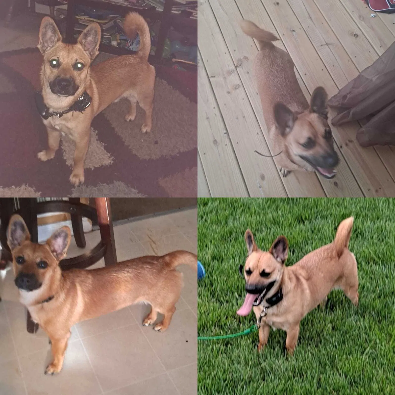 Lost dog in Cincinnati, OH, 45205