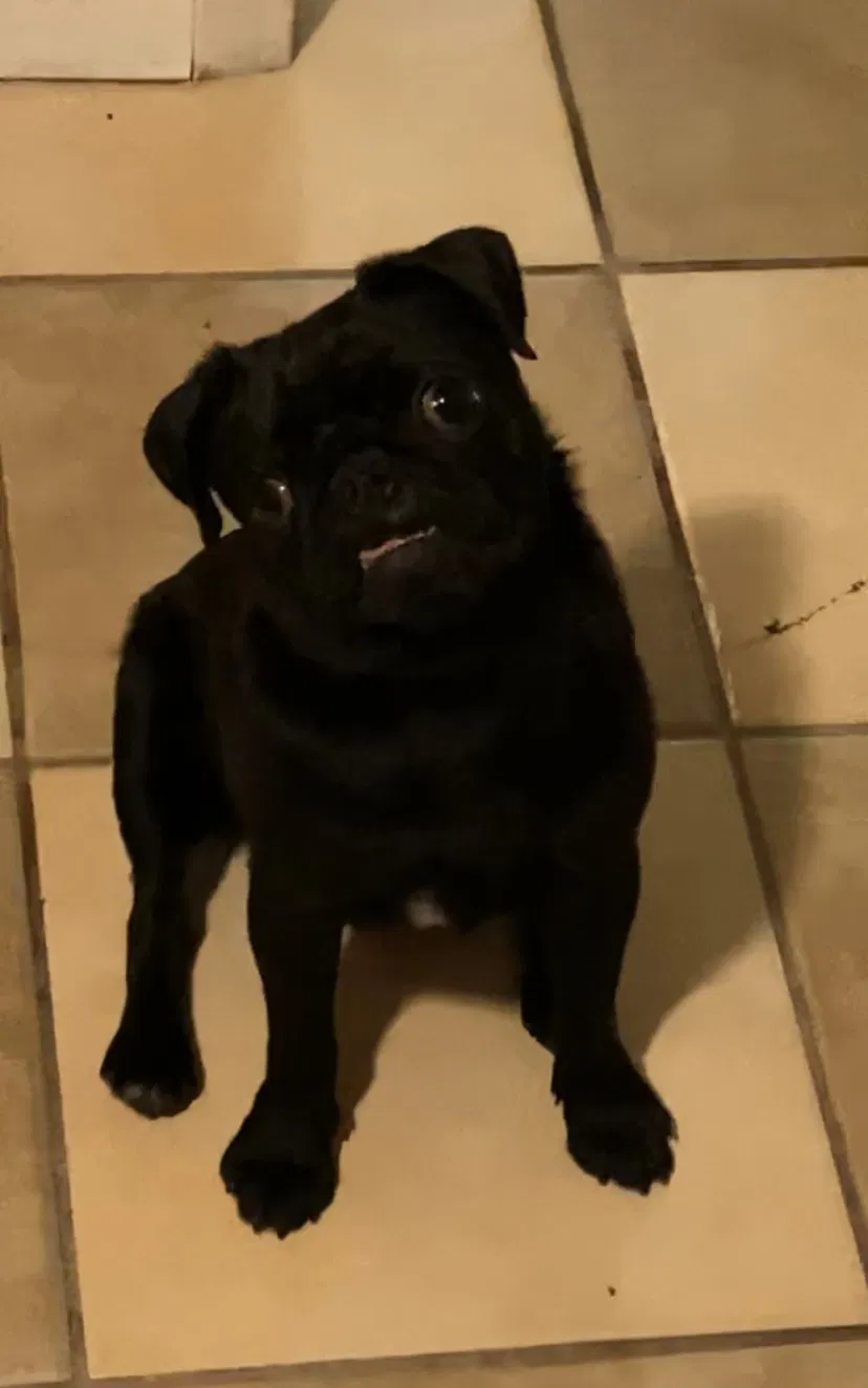 Lost dog in Dallas, TX, 75224