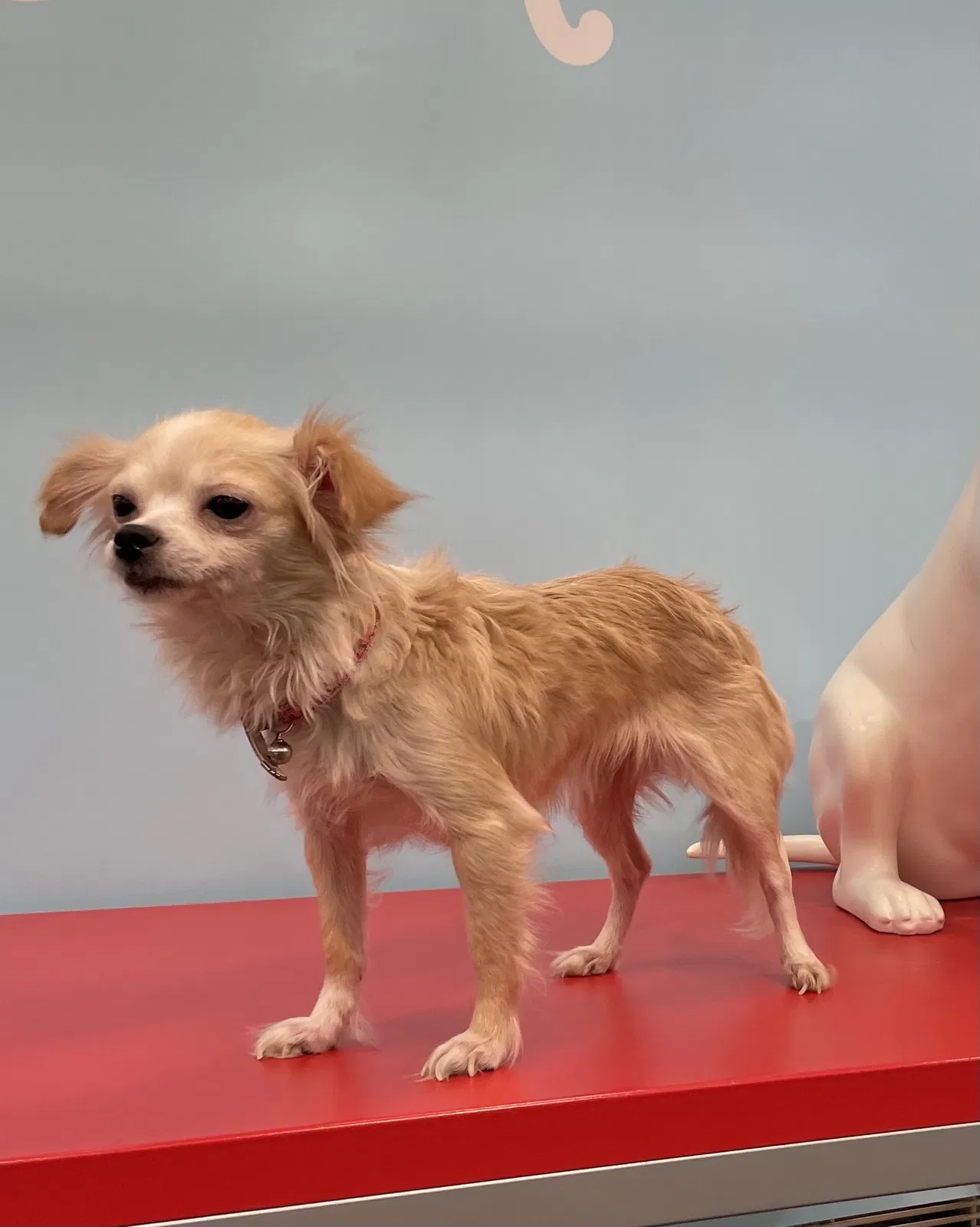 Lost dog in Fontana, CA, 92336