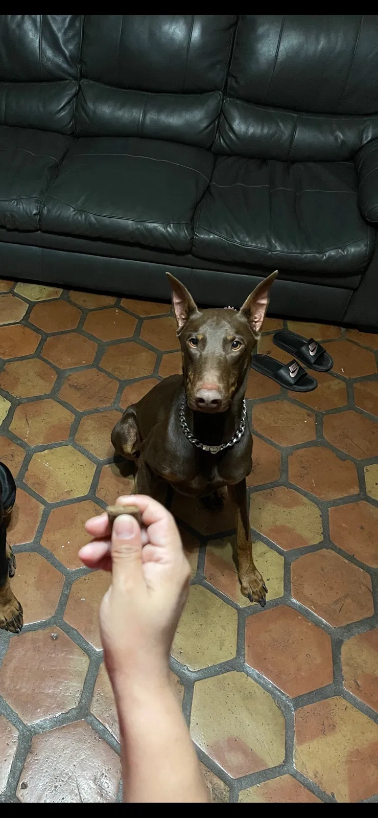 Lost dog in Phoenix, AZ, 85051