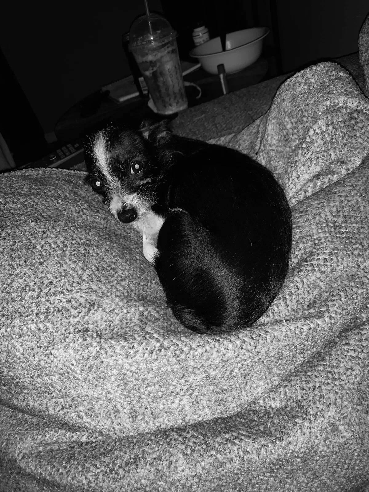 Lost dog in Camby, IN, 46113