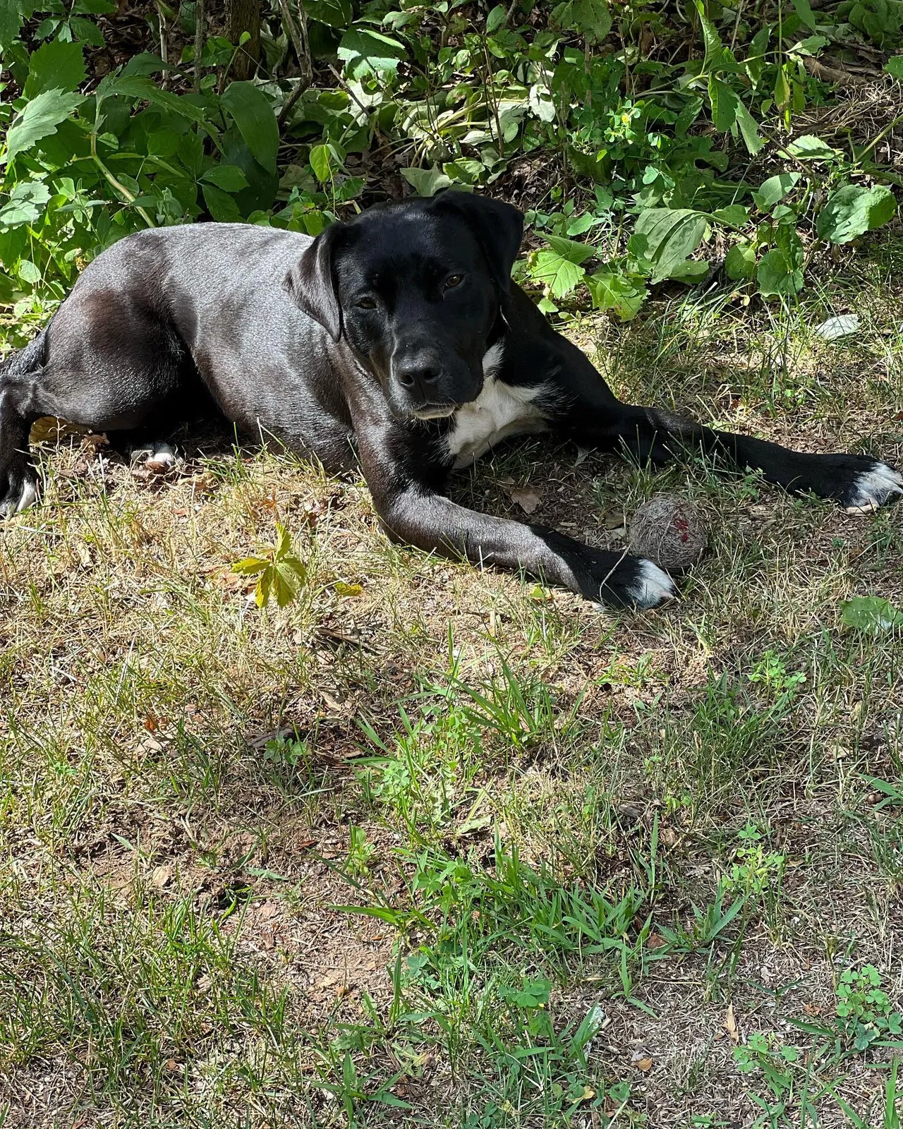 Lost dog in Crivitz, WI, 54114