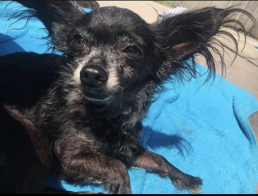 Lost dog in Lakewood, CA, 90712