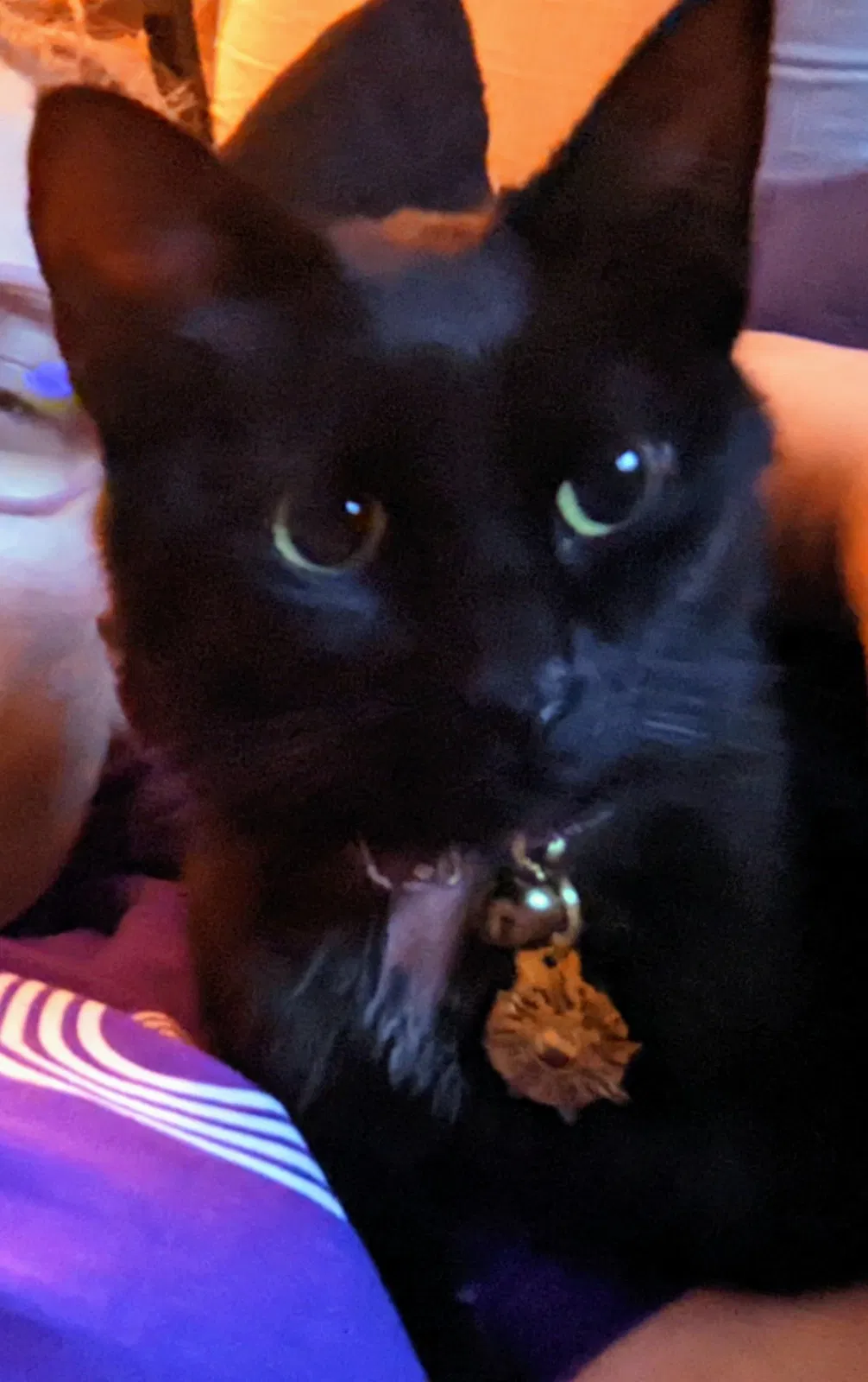 Lost cat in Ann Arbor, MI, 48108