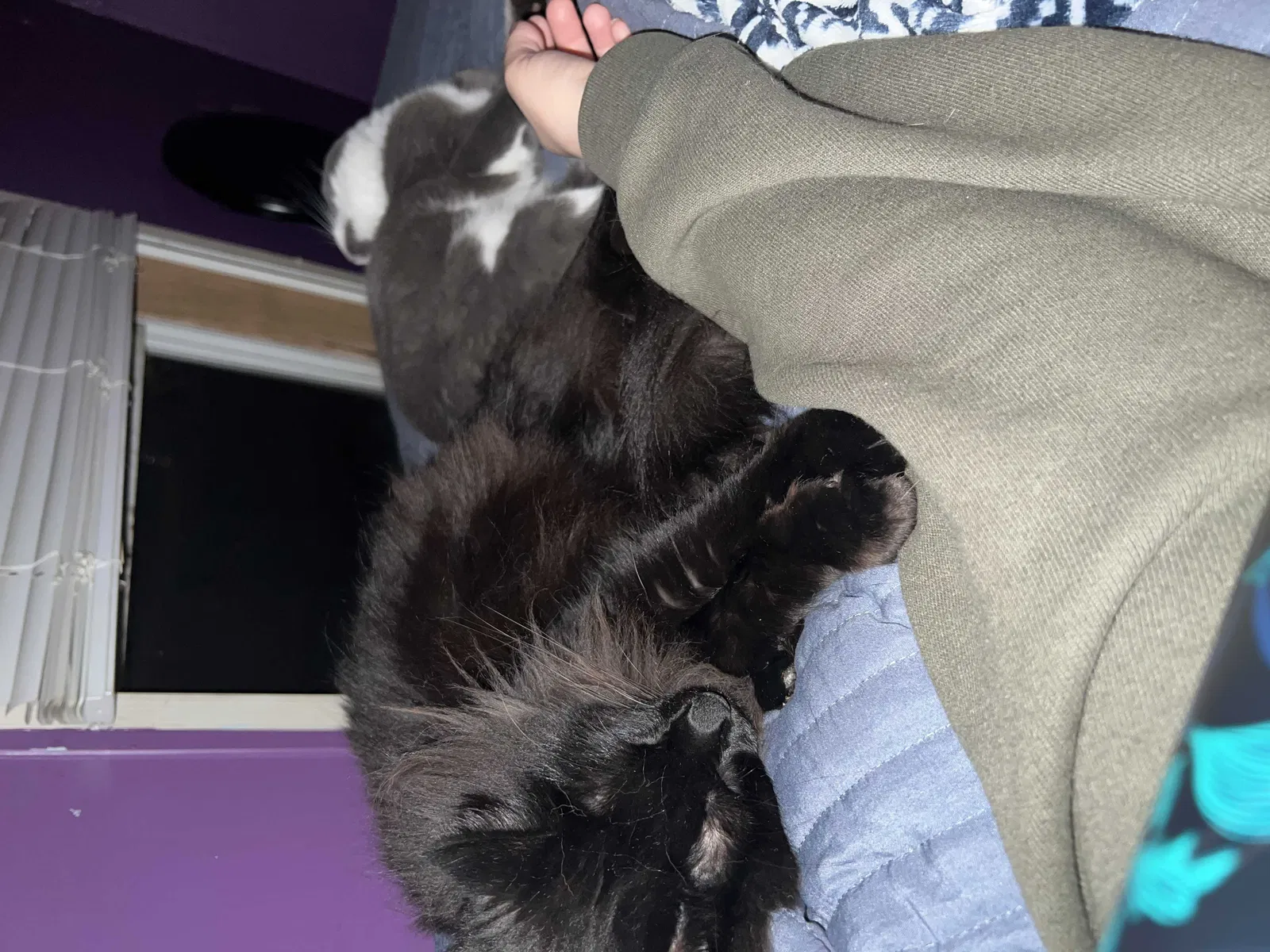 Lost cat in Grand Haven, MI, 49417