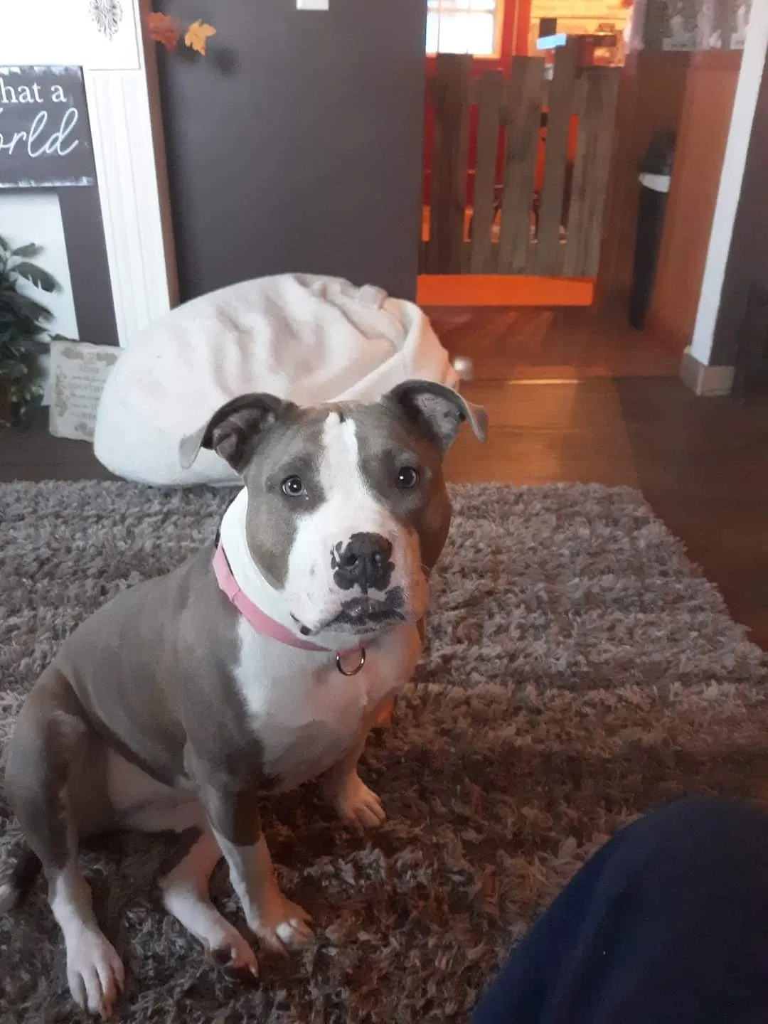 Lost dog in Grand Rapids, MI, 49548