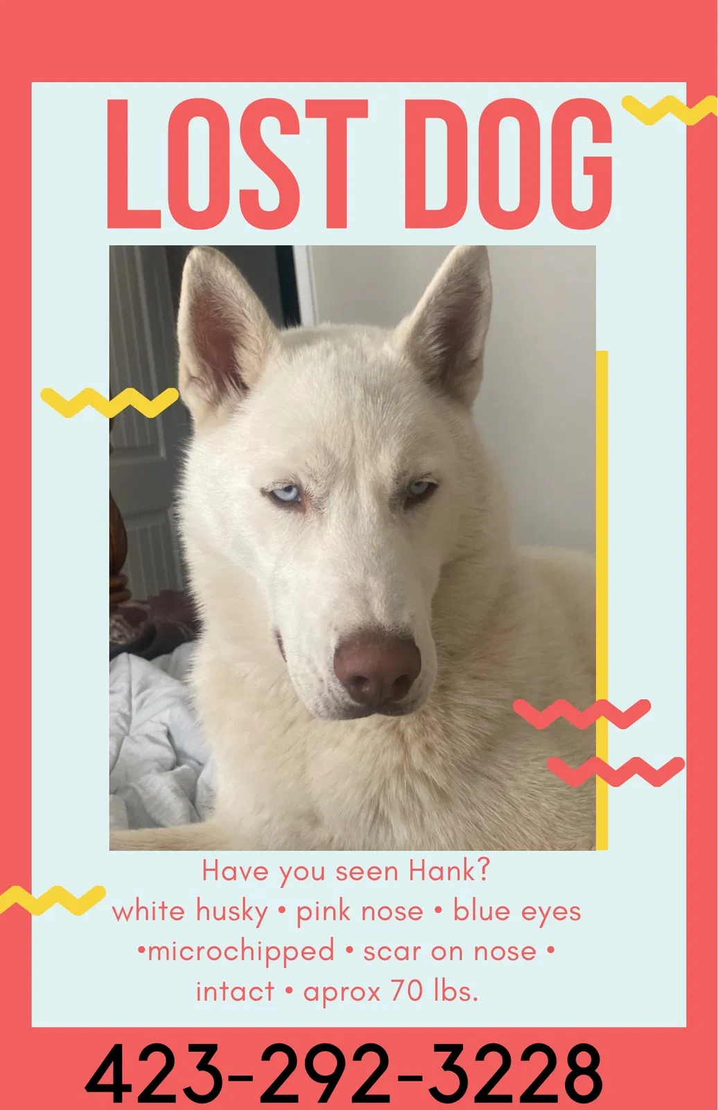 Lost dog in Colorado Springs, CO, 80925