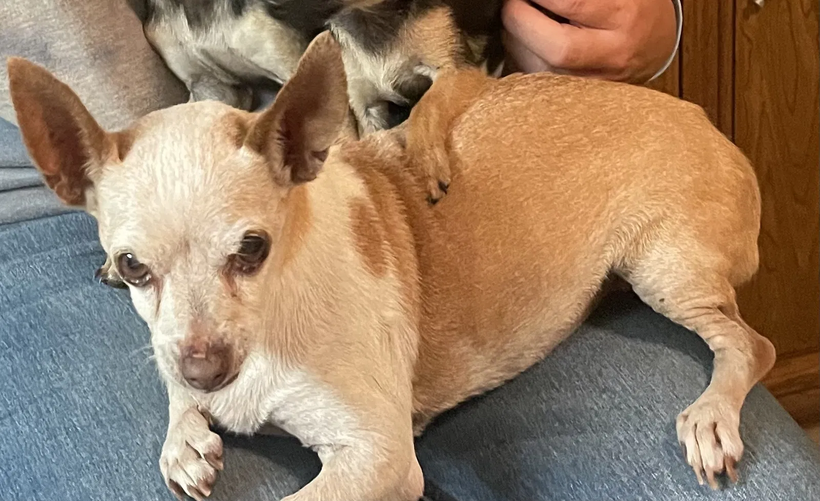 Lost dog in El Cajon, CA, 92020