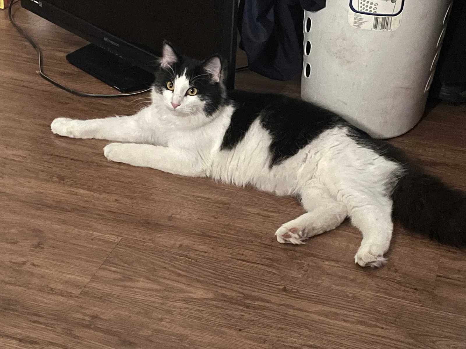 Lost cat in Enid, OK, 73701