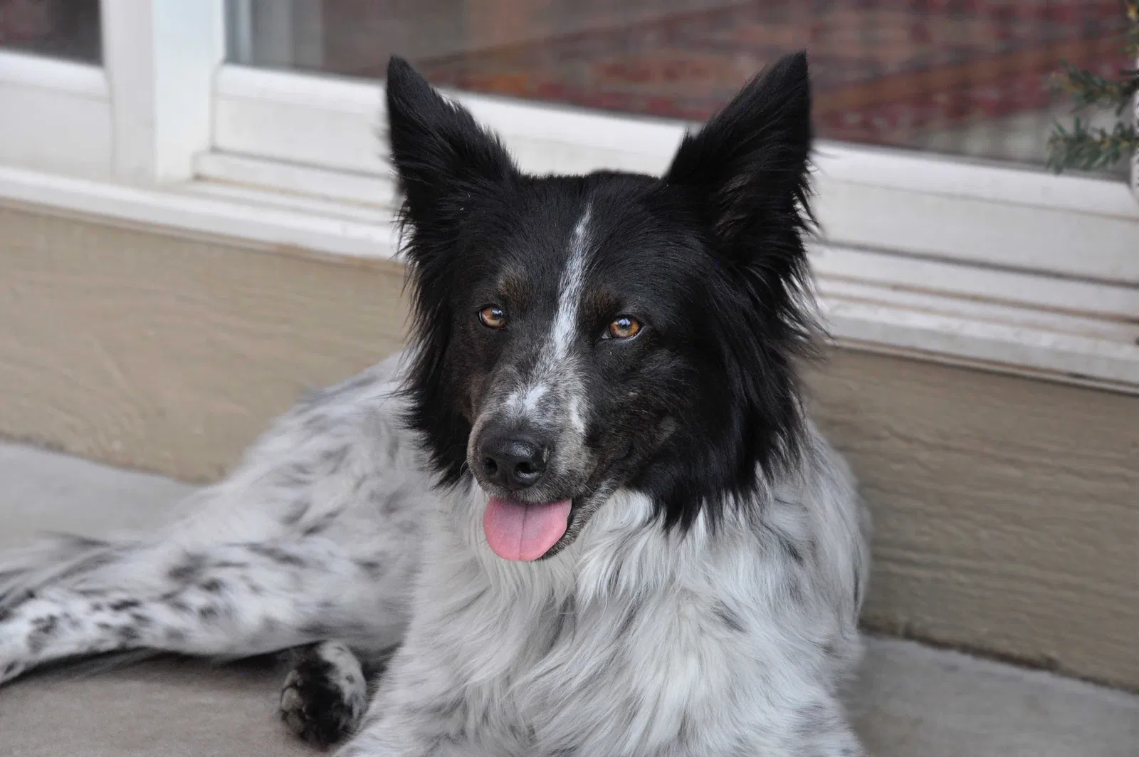 Lost dog in Broomfield, CO, 80023