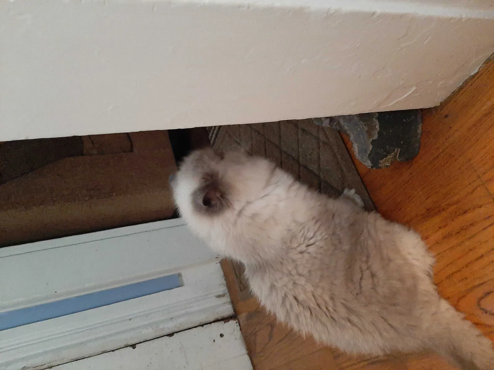 Lost cat in Shelton, CT, 6484