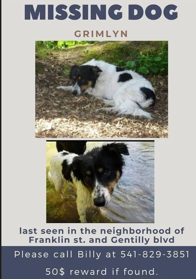 Lost dog in New Orleans, LA, 70122