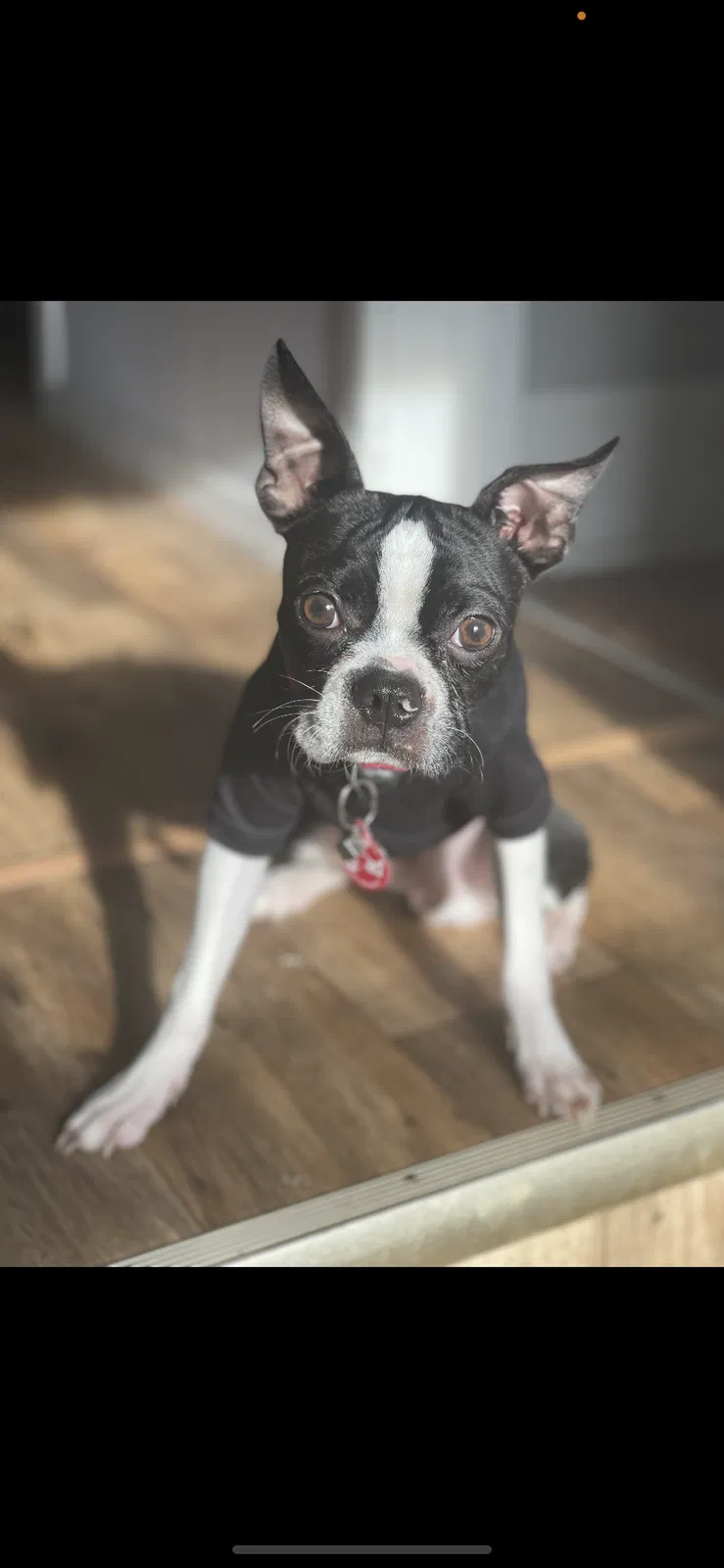 Lost dog in Westlake, OH, 44145