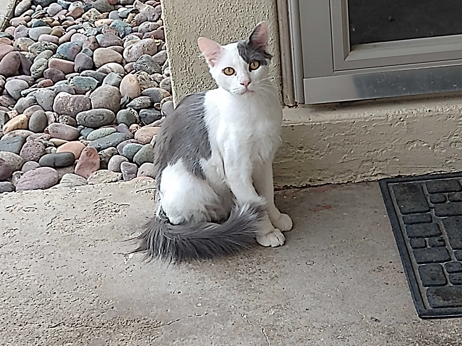 Found cat in Alamogordo, NM, 88310