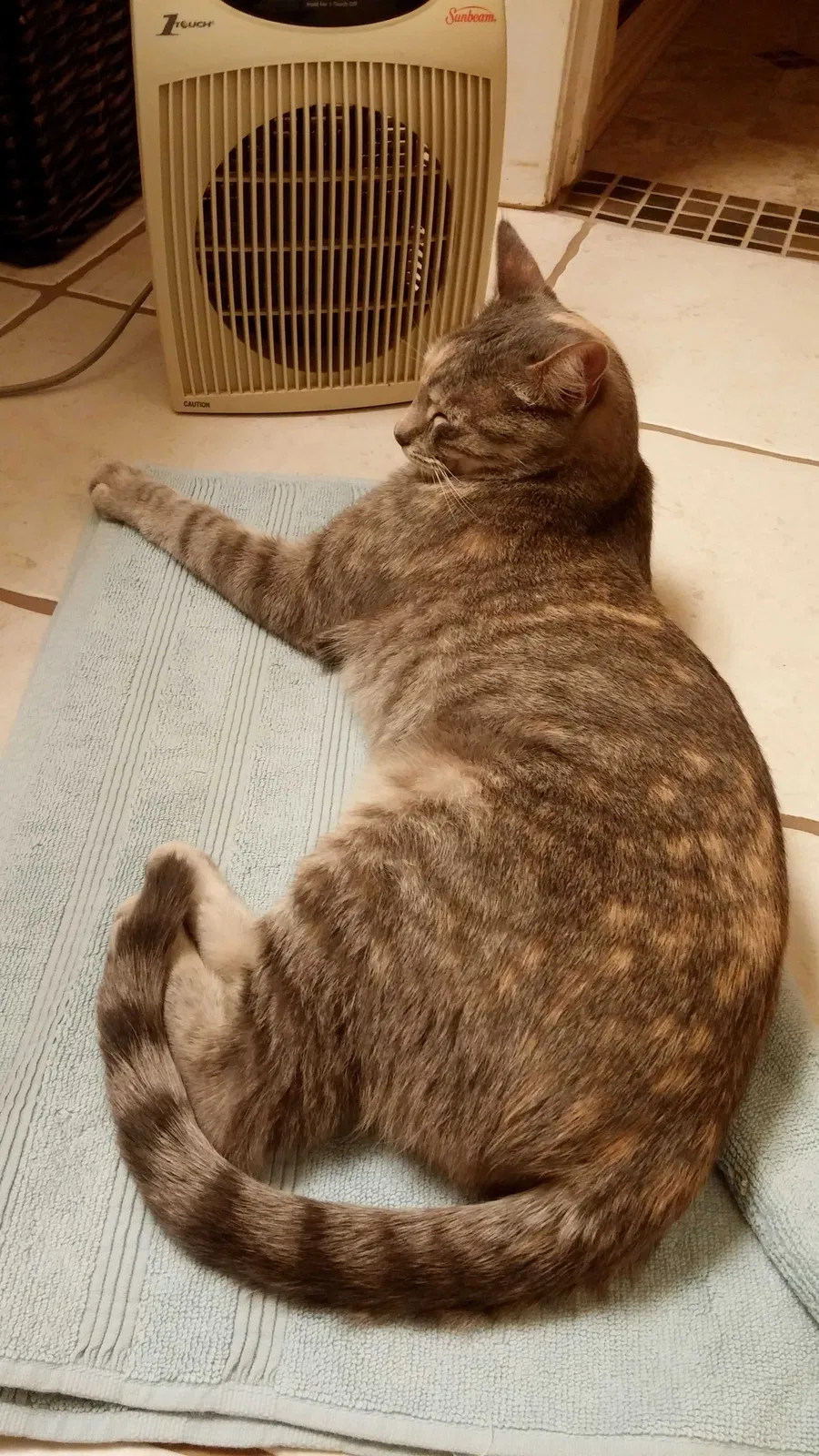 Lost cat in Alamogordo, NM, 88310