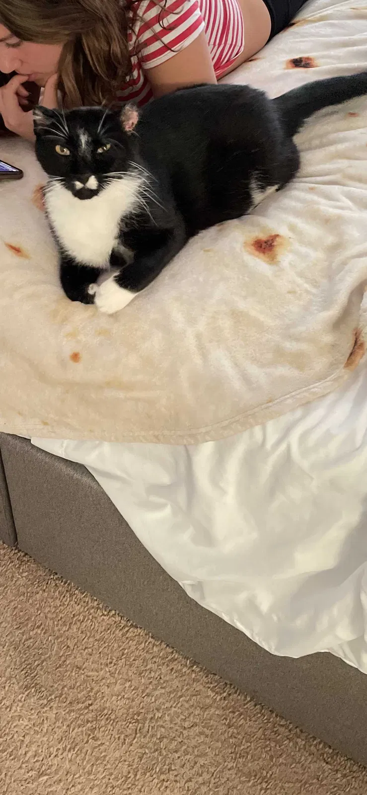 Lost cat in Gibsonton, FL, 33534