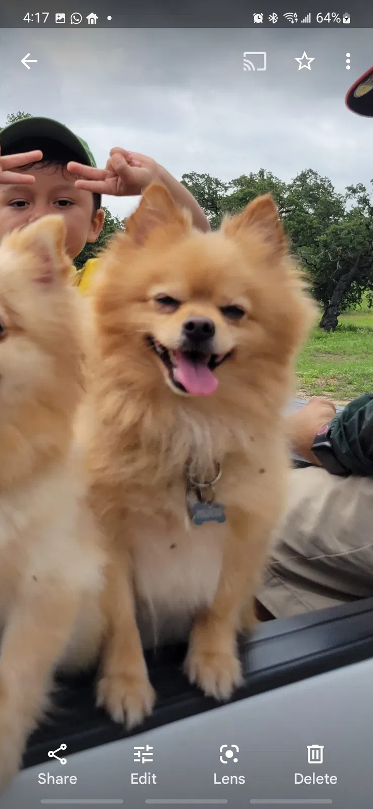 Lost dog in Converse, TX, 78109