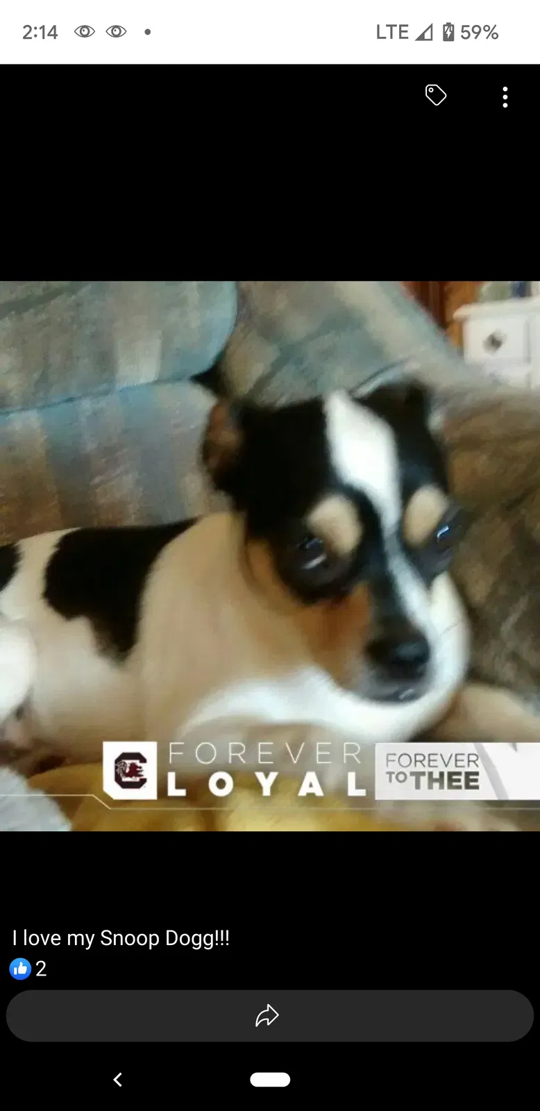 Lost dog in Gaffney, SC, 29340