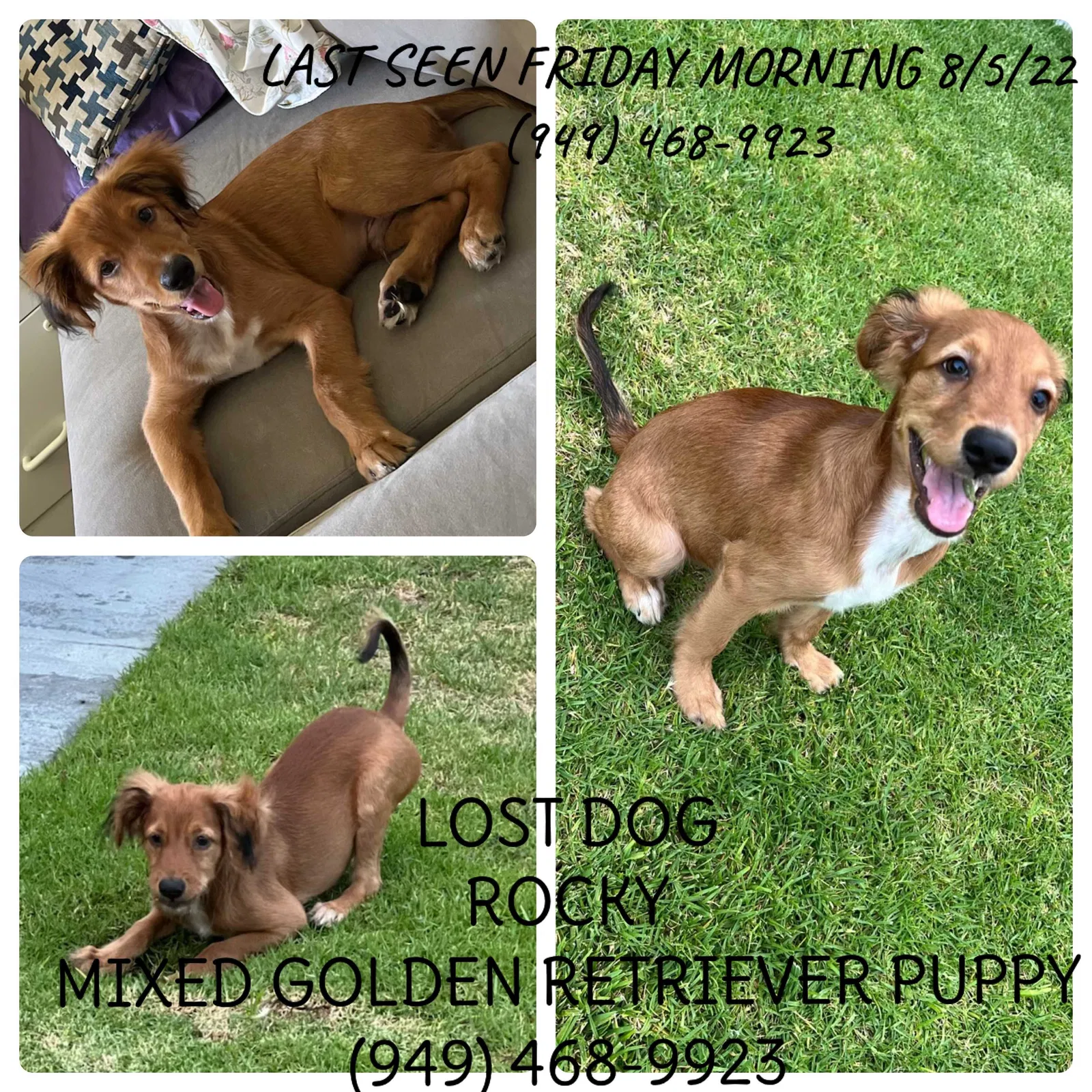 Lost dog in Anaheim, CA, 92804