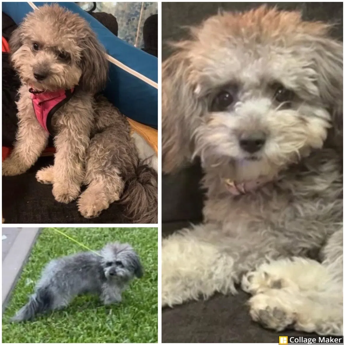 Lost dog in Kissimmee, FL, 34744