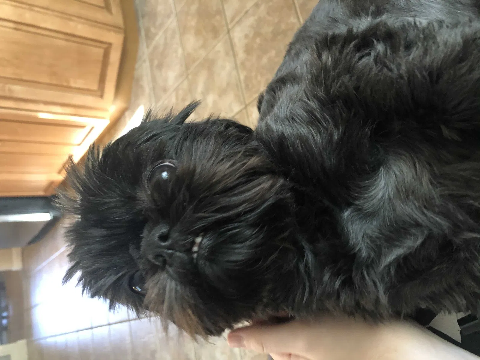 Lost dog in Poquoson, VA, 23662