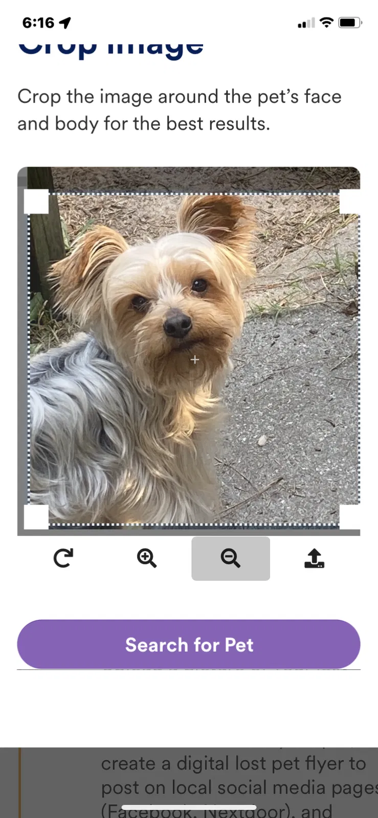 Lost dog in Summerville, SC, 29483